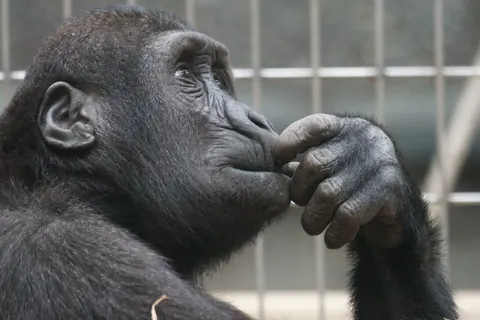Gorilla 4K-achtergrond · animals · 3840×2560