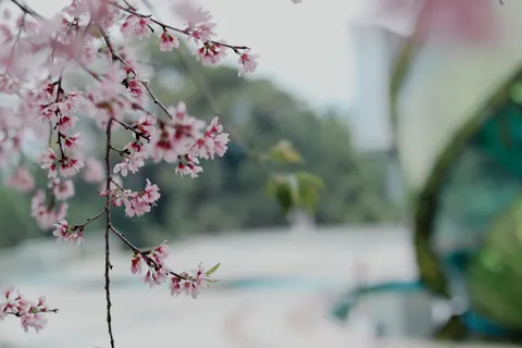 Kirschblüte 4K Hintergrundbild · nature · 3840×2560