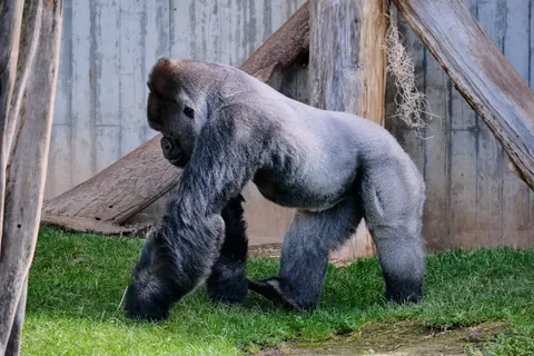 Gorilla 4K-achtergrond · animals · 3840×2560