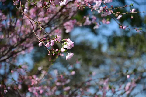 樱花 4K壁纸 · nature · 3840×2560