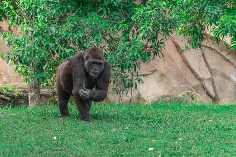 Gorilla 4K Hintergrundbild · animals · 3840×2560