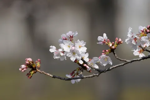 Papel de parede Flor de cerejeira 4K · nature · 3840×2560