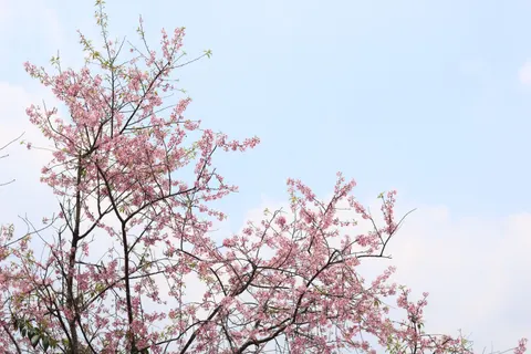벚꽃 4K 배경화면 · nature · 3840×2560