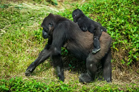 Wallpaper Gorila 4K · animals · 3840×2563