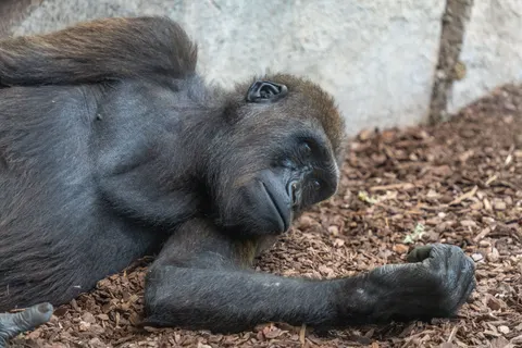 Fond d'écran Gorille 4K · animals · 3840×2560