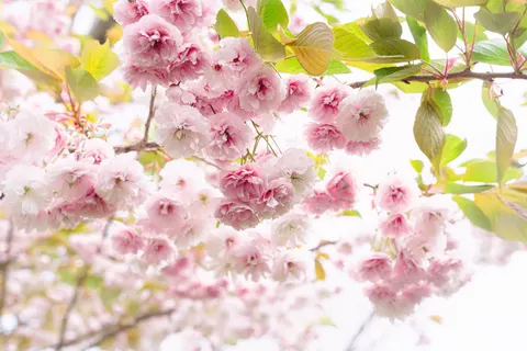Cherry Blossom 4K Wallpaper · nature · 3840×2560