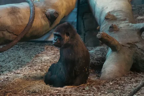 Gorilla 4K Hintergrundbild · animals · 3840×2560