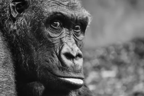 Gorilla 4K Hintergrundbild · animals · 3840×2560