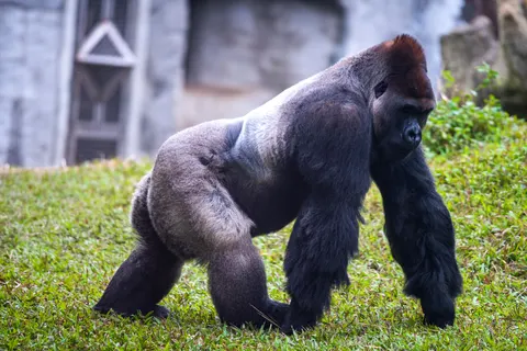 Sfondo Gorilla 4K · animals · 3840×2563