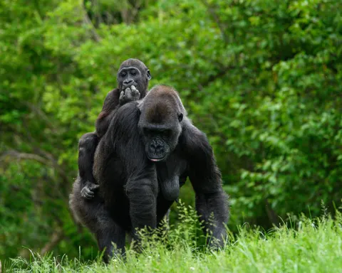 Wallpaper Gorila 4K · animals · 3840×3072