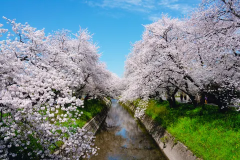 خلفية أزهار الكرز بدقة 4K · nature · 3840×2560