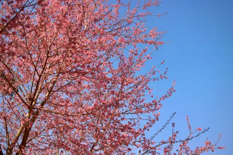 Cherry Blossom 4K Wallpaper · nature · 3840×2560