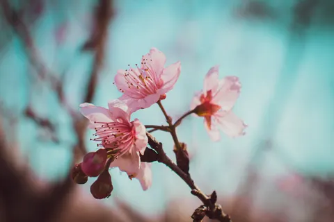 خلفية أزهار الكرز بدقة 4K · nature · 3840×2560
