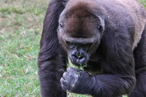 Gorilla 4K Hintergrundbild · animals · 3840×2560