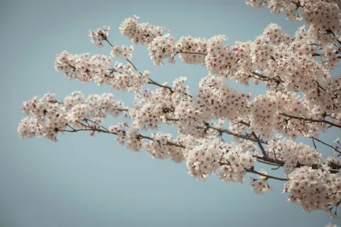 Fond d'écran Fleur de cerisier 4K · nature · 3840×2560