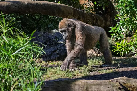 Sfondo Gorilla 4K · animals · 3840×2560