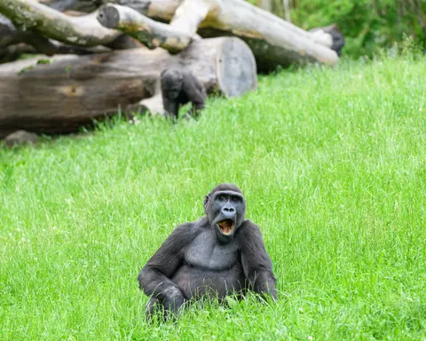Gorilla 4K Wallpaper · animals · 3840×3072