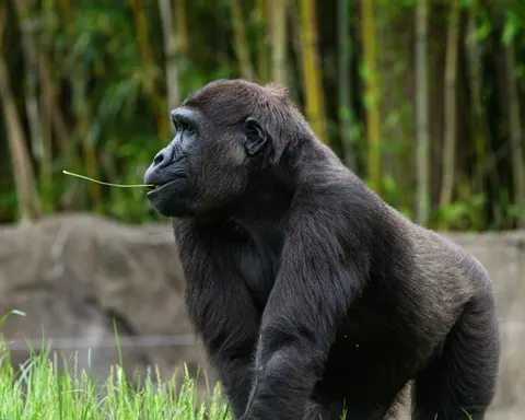 Sfondo Gorilla 4K · animals · 3840×3072