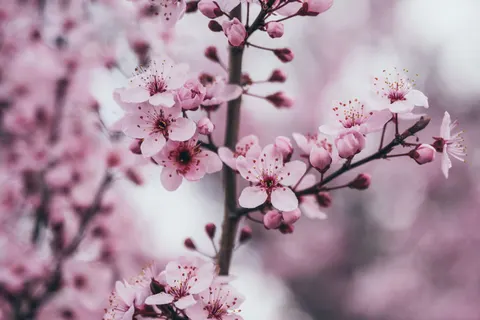 خلفية أزهار الكرز بدقة 4K · nature · 3840×2560