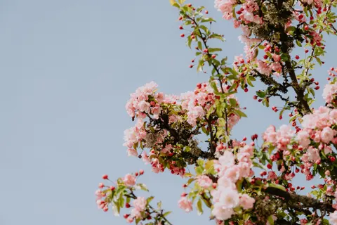خلفية أزهار الكرز بدقة 4K · nature · 3840×2560