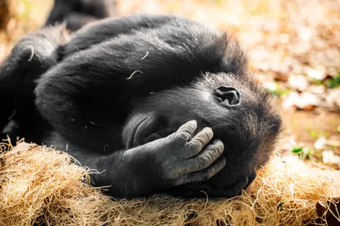 Sfondo Gorilla 4K · animals · 3840×2560