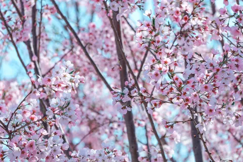 خلفية أزهار الكرز بدقة 4K · nature · 3840×2560