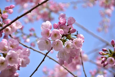 Cherry Blossom 4K Wallpaper · nature · 3840×2560
