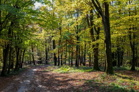 Fond d'écran Forêt d'automne 4K · nature · 3840×2562