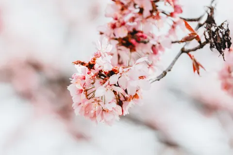 벚꽃 4K 배경화면 · nature · 3840×2560