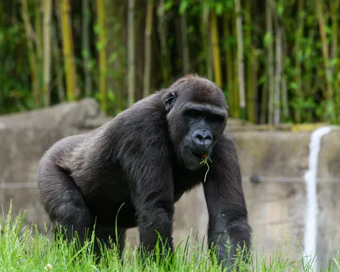 Wallpaper Gorila 4K · animals · 3840×3072