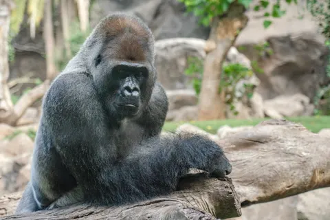 Gorilla 4K Wallpaper · animals · 3840×2563