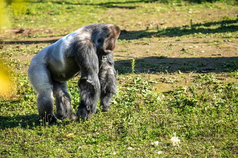 Gorilla 4K Hintergrundbild · animals · 3840×2560