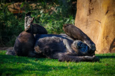 Goril 4K Duvar Kağıdı · animals · 3840×2560