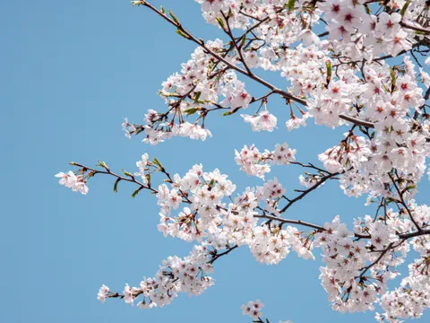 خلفية أزهار الكرز بدقة 4K · nature · 3840×2879