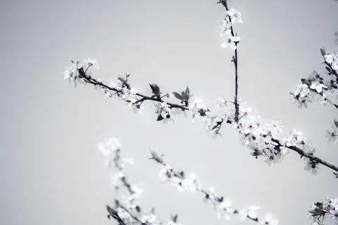 خلفية أزهار الكرز بدقة 4K · nature · 3840×2560