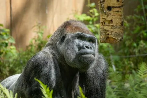 Gorilla 4K-achtergrond · animals · 3840×2560
