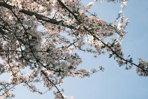 Papel de parede Flor de cerejeira 4K · nature · 3840×2560