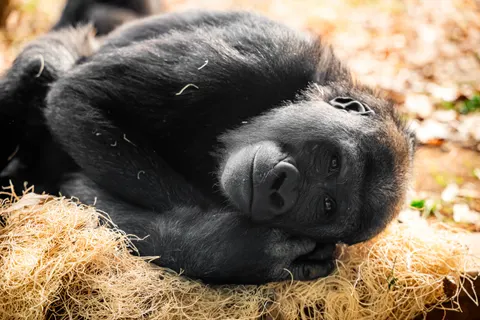 Обои Горилла 4K · animals · 3840×2560