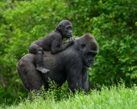Gorilla 4K-achtergrond · animals · 3840×3072
