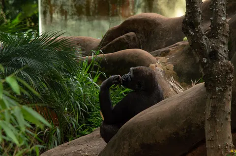 Gorilla 4K-achtergrond · animals · 3840×2553