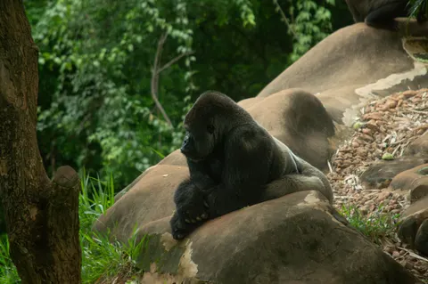 고릴라 4K 배경화면 · animals · 3840×2553