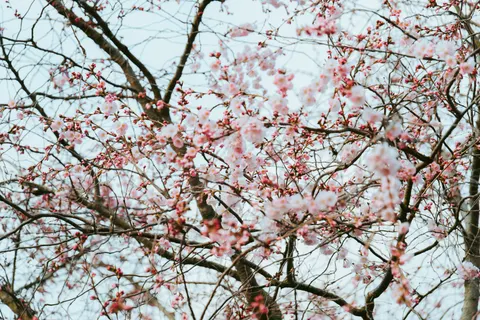 Kirschblüte 4K Hintergrundbild · nature · 3840×2563