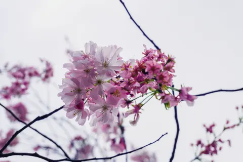 Fondo de pantalla Flor de cerezo 4K · nature · 3840×2560