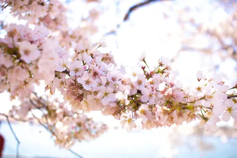 Fond d'écran Fleur de cerisier 4K · nature · 3840×2560