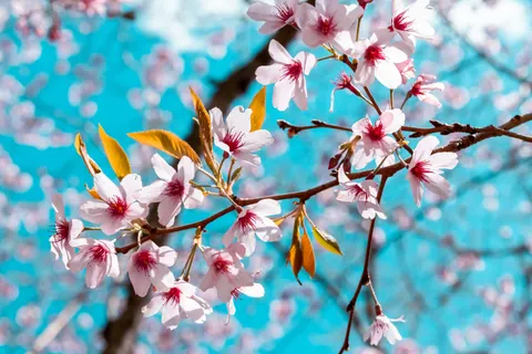 Fondo de pantalla Flor de cerezo 4K · nature · 3840×2560