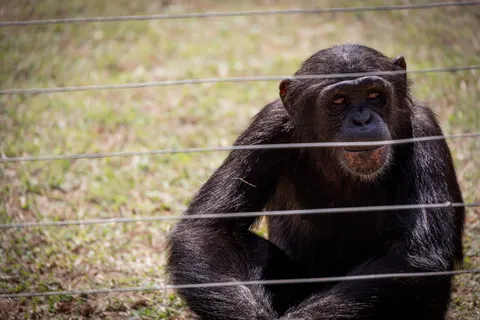 Sfondo Gorilla 4K · animals · 3840×2561