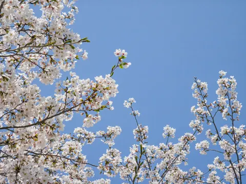 벚꽃 4K 배경화면 · nature · 3840×2880