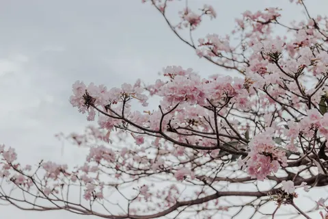 樱花 4K壁纸 · nature · 3840×2560
