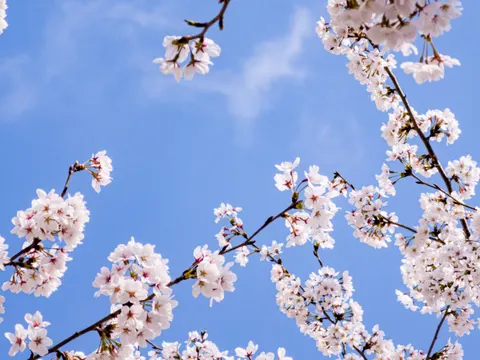 Fond d'écran Fleur de cerisier 4K · nature · 3840×2880