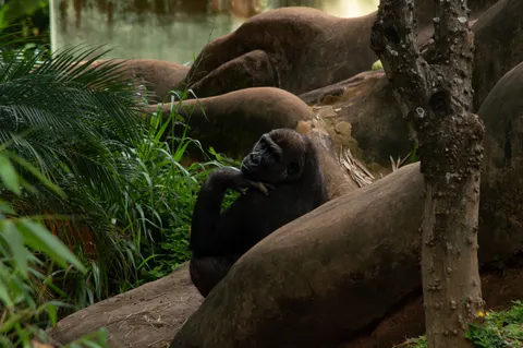 Обои Горилла 4K · animals · 3840×2553